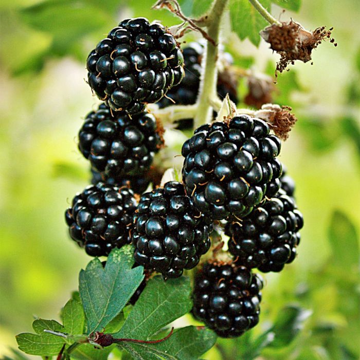 2 x Blackberry 'Loch Ness' - Rubus fruticosus SWEET blackberry in 9cm pots