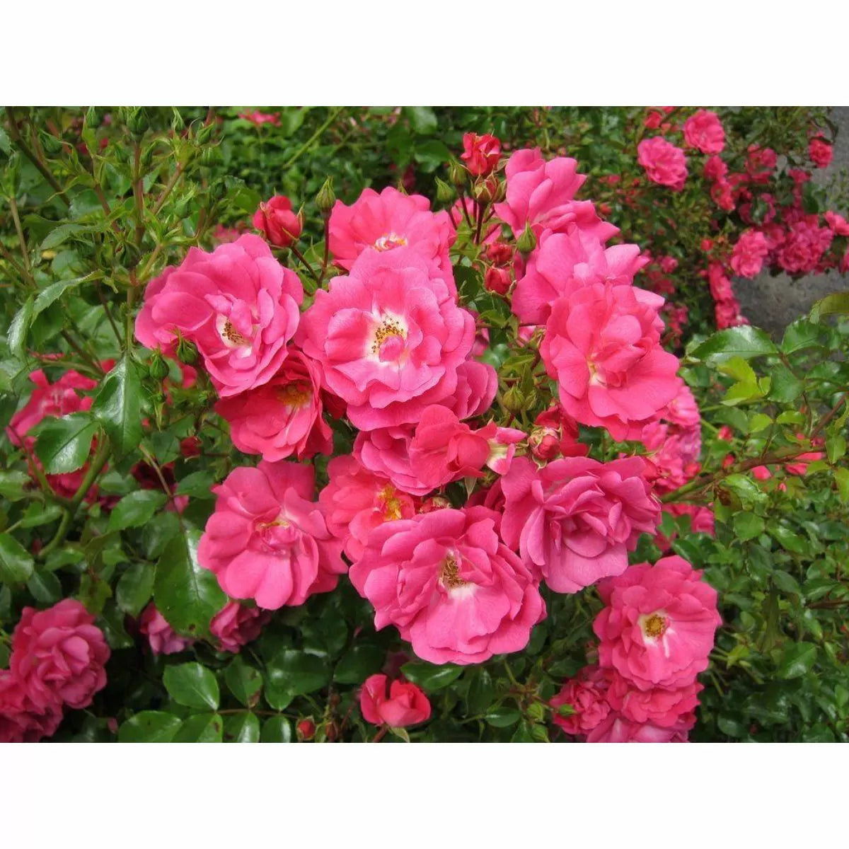 Rose "Flower Carpet Pink" - Ground Cover Double-Flowering Rose in 3 litre pot