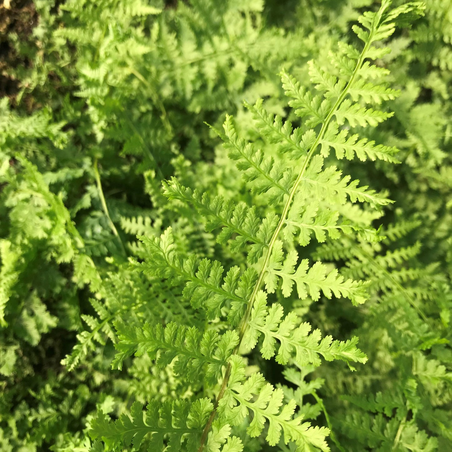 2 x Athyrium felix-femina 'Rotstiel Grandiceps' - PREMIUM Garden Fern in 1ltr pots