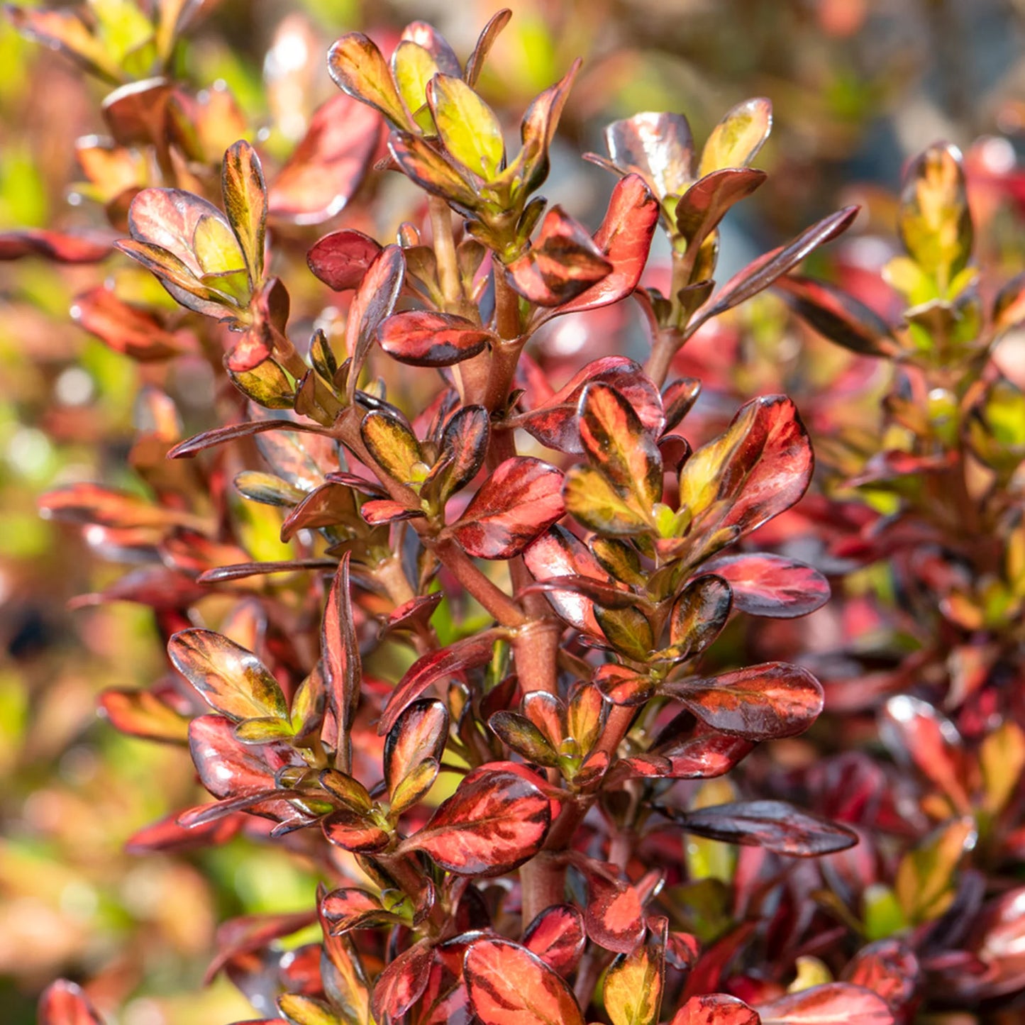 2 x Coprosma 'Evening Glow' - Stunning Mirror Evergreen Shrub in 9cm pots