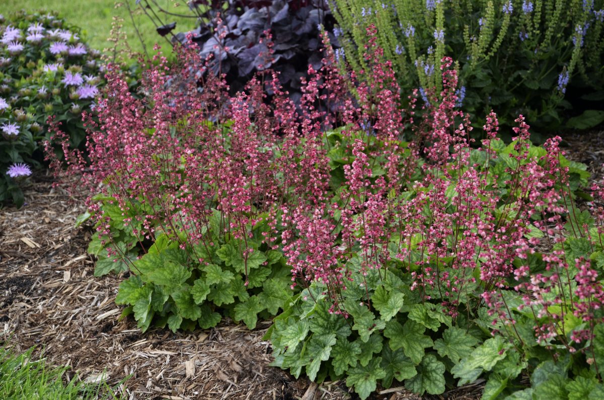 Heuchera Berry Timeless - garden perennial plant in 1.5 Litre pot