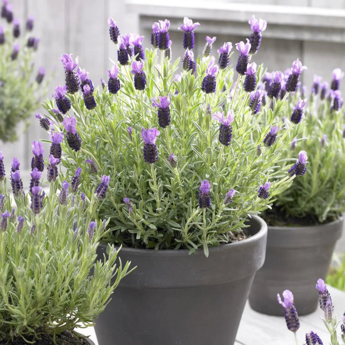 2 x Lavandula stoechas 'Castilliano Lilac' - garden plant in 1 Litre pot