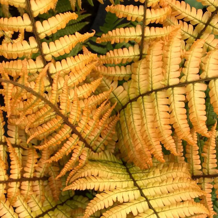 2 x Dryopteris erythrosora – Japanese Shield Fern Orange Fern 9cm
