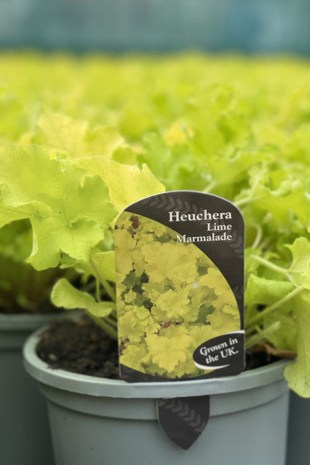 Heuchera Lime Marmalade - garden perennial plant in 1.5 Litre pot