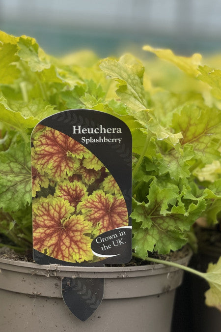 Heuchera Splashberry - garden perennial plant in 1.5 Litre pot
