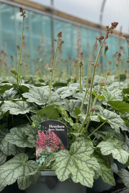 Heuchera Berry Timeless - garden perennial plant in 1.5 Litre pot