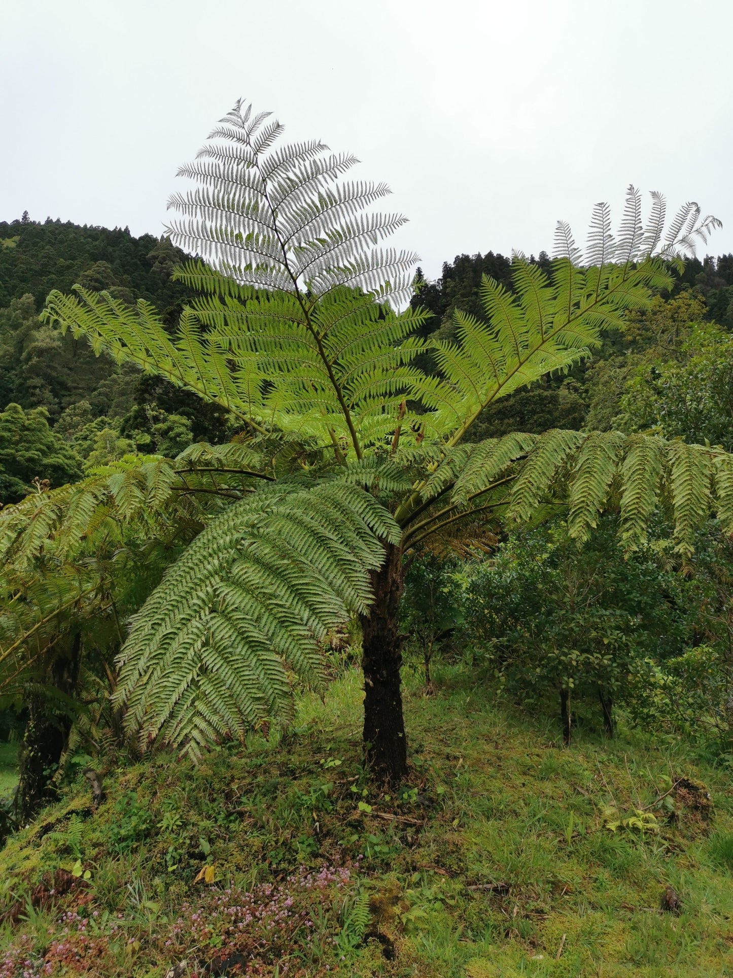Cyathea cooperi - Australian Tree PREMIUM fern in 5 litre pot
