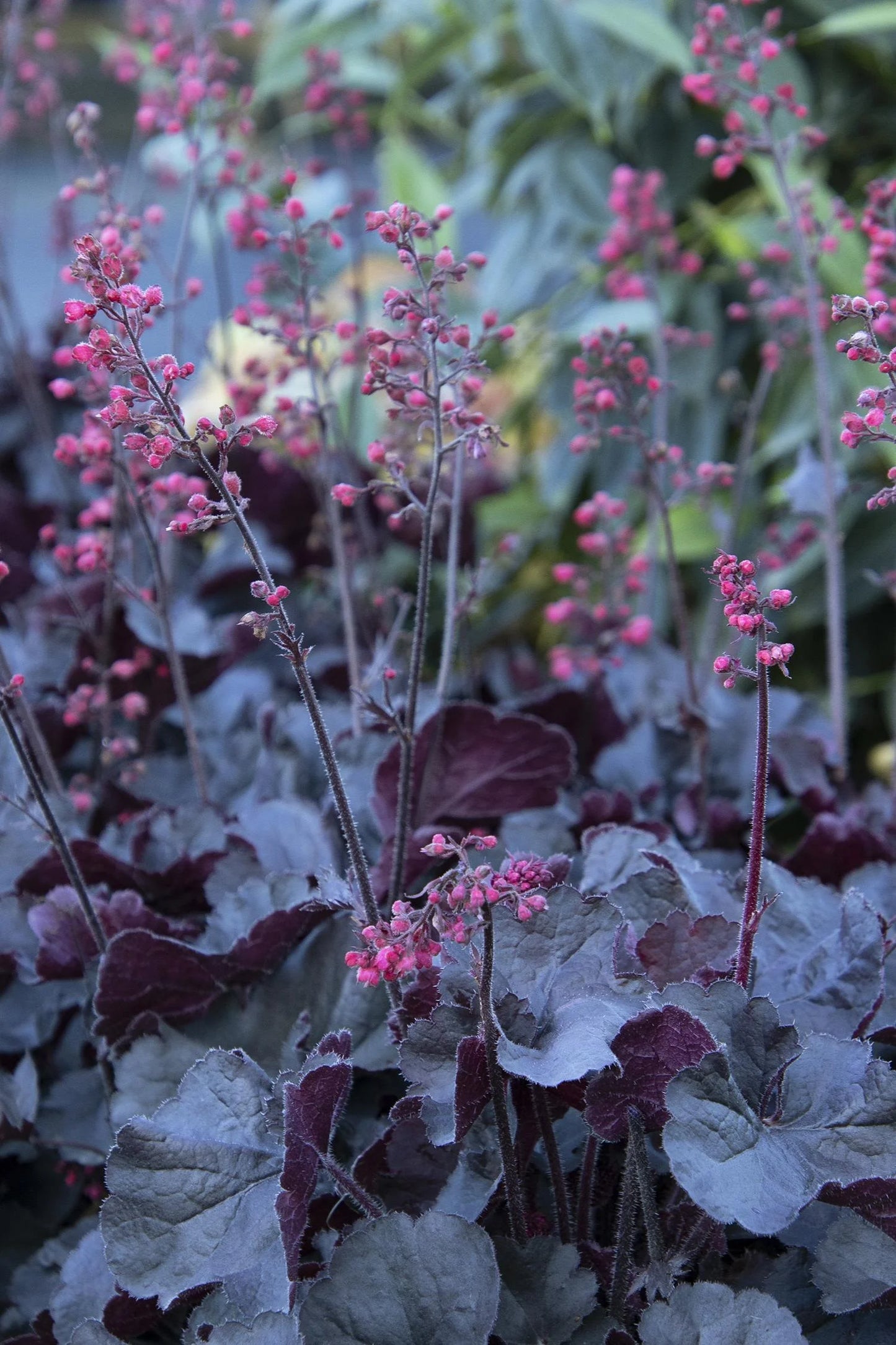Heuchera Black Forest Cake - garden perennial plant in 1.5 Litre pot
