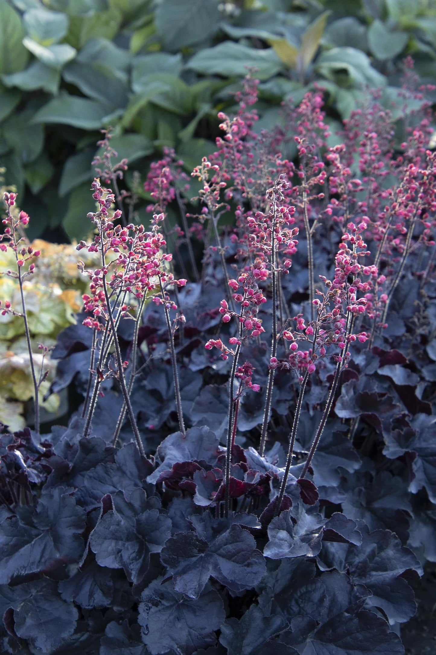 Heuchera Black Forest Cake - garden perennial plant in 1.5 Litre pot