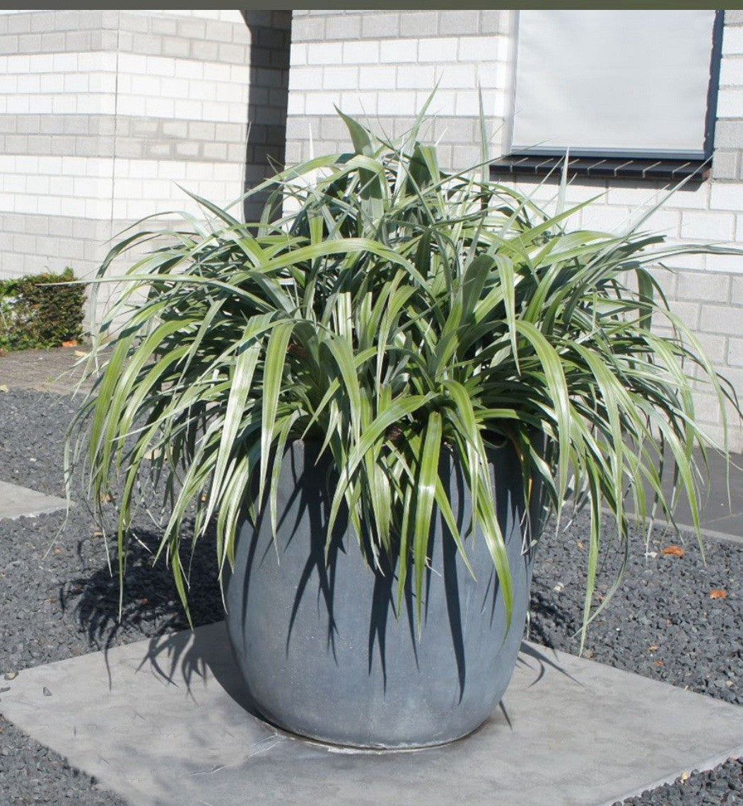 2 x Astelia 'Silver Shadow' - Chathamica Evergreen in 9cm pots