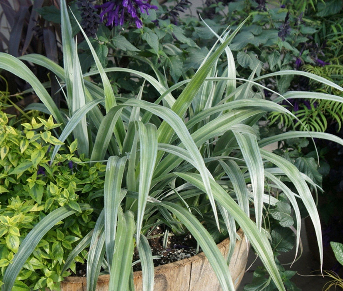 2 x Astelia 'Silver Shadow' - Chathamica Evergreen in 9cm pots