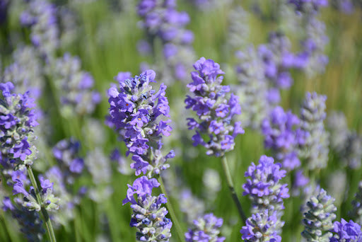 2 x English Lavender Angustifolia 'Munstead' - garden plant in 1 Litre pot