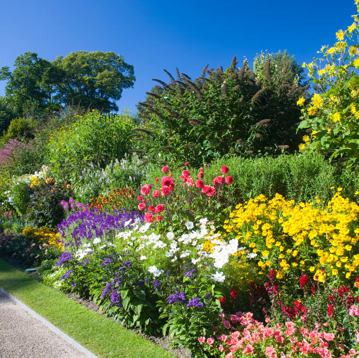 Perennials