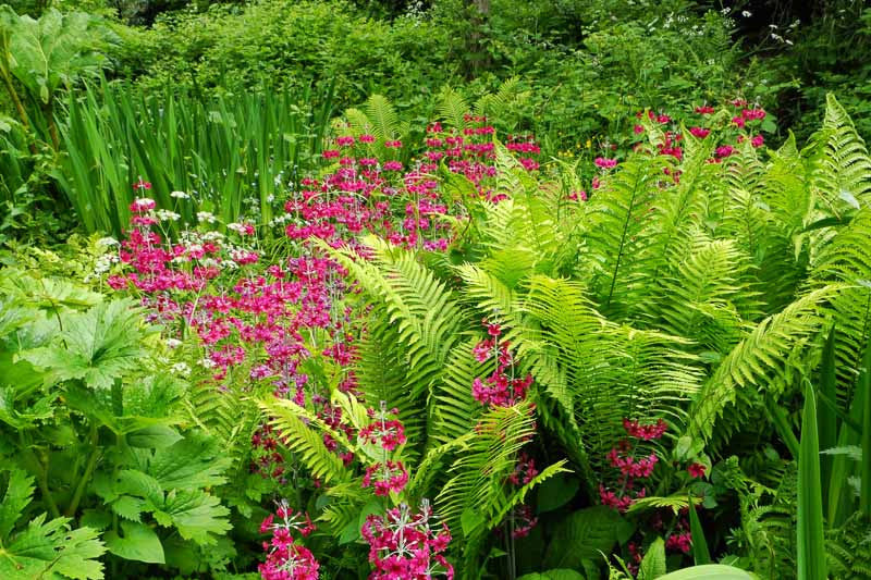 Ferns