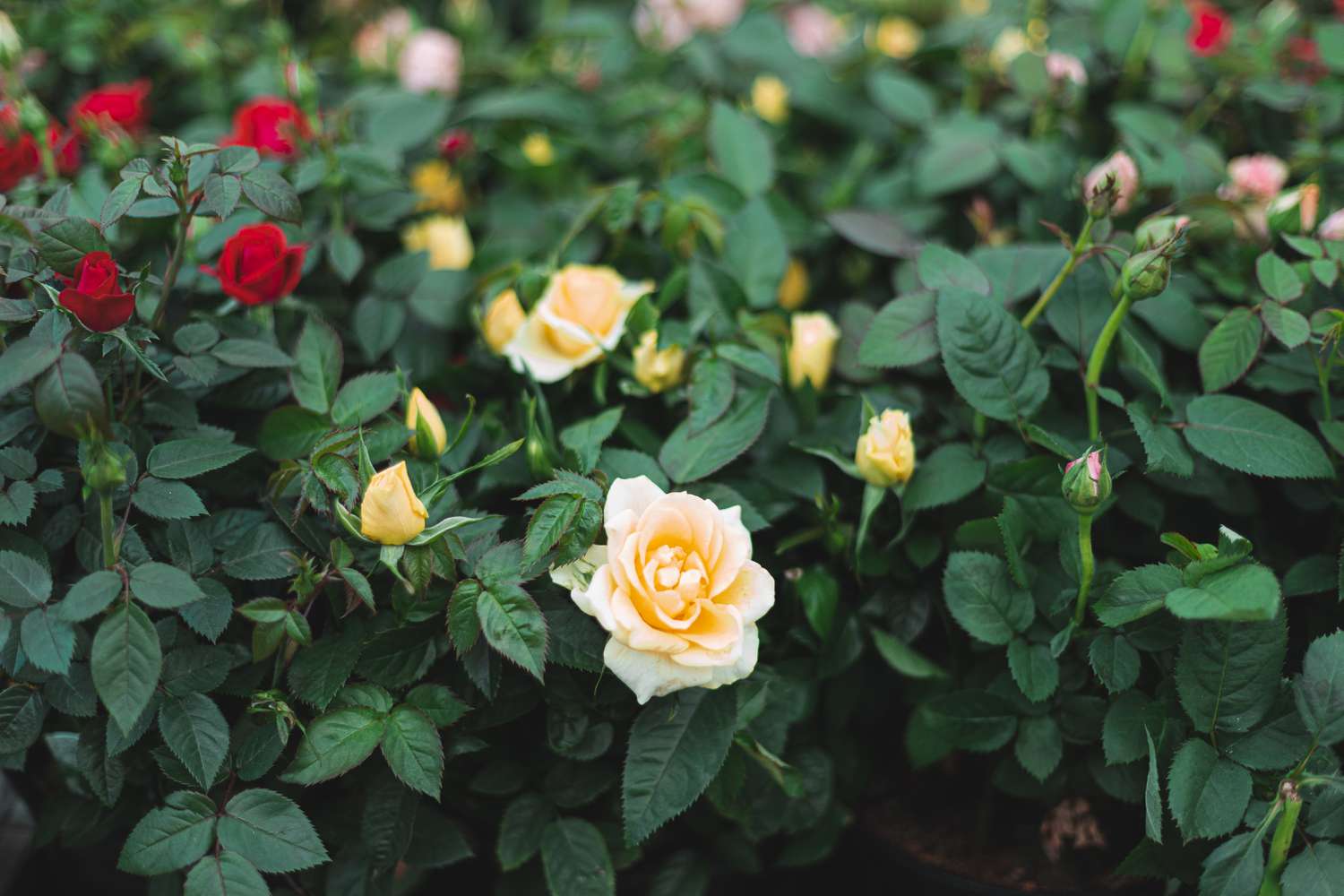 Roses