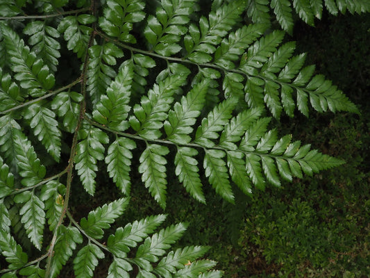 2 x Rumohra adiantiformis - Leatherleaf fern Iron fern PREMIUM Fern in 1ltr pots