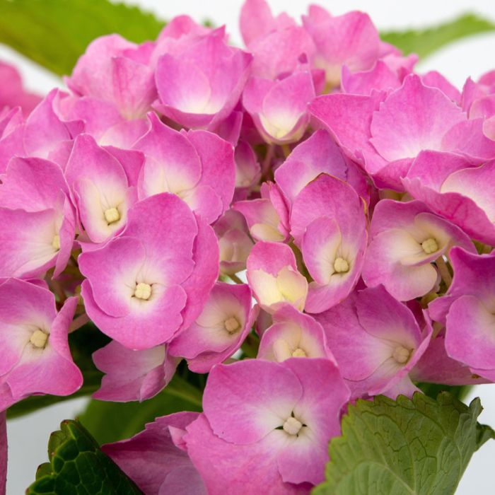 Hydrangea macrophylla 'Pink Ball' - PREMIUM Garden Shrub in 5 litre pot