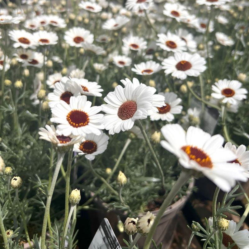 Rhodanthemum 'Casablanca' - Hardy Garden Shrub in 2 litre pot
