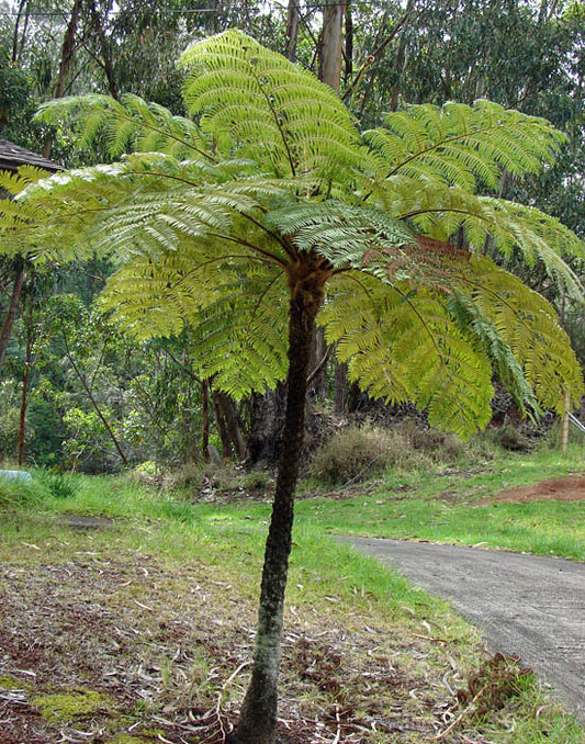Cyathea cooperi - Australian Tree PREMIUM fern in 5 litre pot