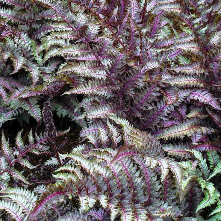 2 x Athyrium Niponicum Metallicum Plant Fern in 9cm pot