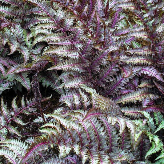 2 x Athyrium Niponicum Metallicum Plant Fern in 9cm pot