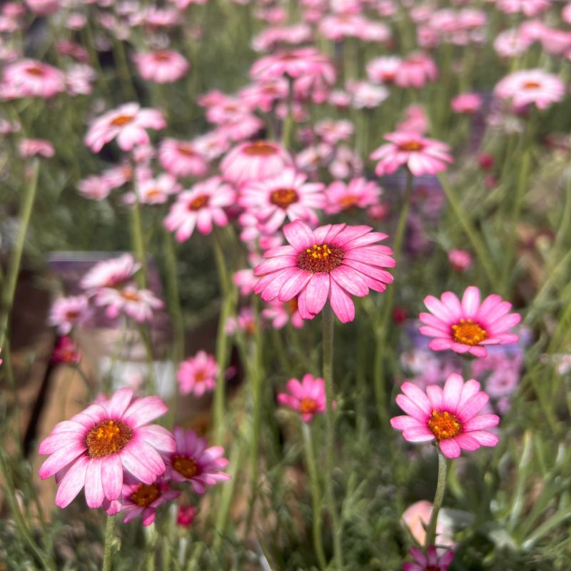 Rhodanthemum 'Marrakech' - Hardy Garden Shrub in 2 litre pot