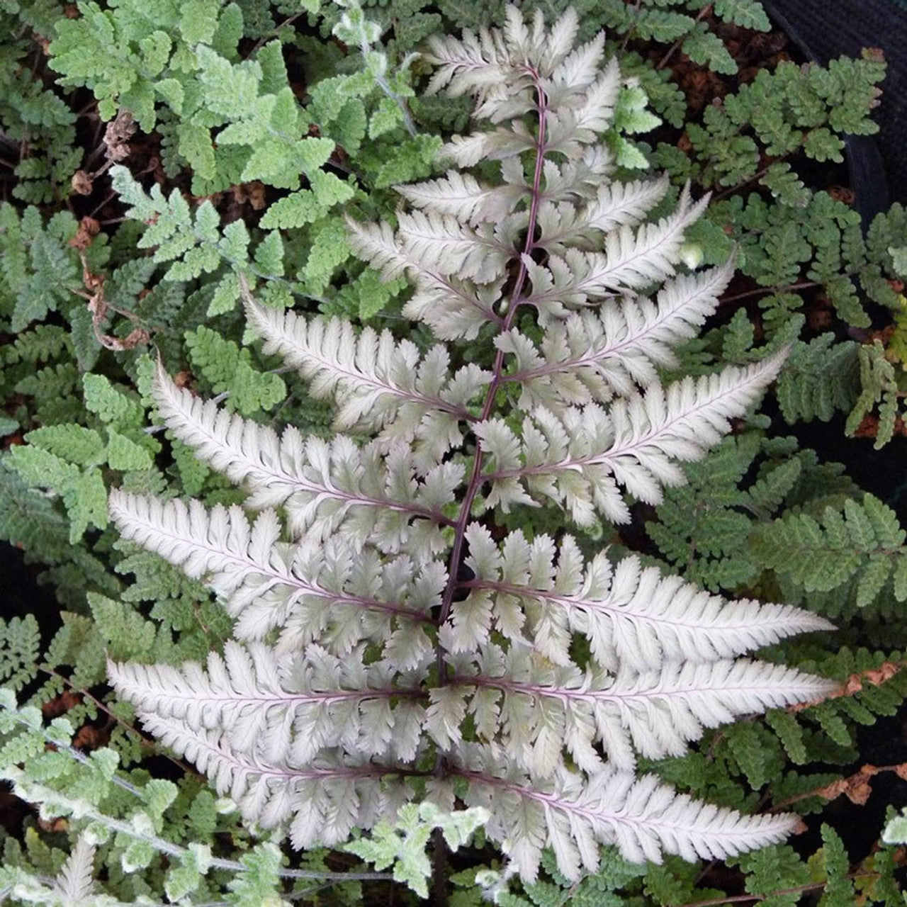 2 x Athyrium Niponicum Metallicum Plant Fern in 9cm pot
