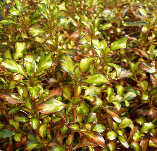 2 x Coprosma 'Evening Glow' - Stunning Mirror Evergreen Shrub in 9cm pots