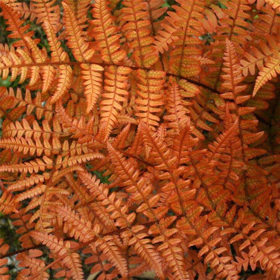 2 x Dryopteris erythrosora – Japanese Shield Fern Orange Fern 9cm