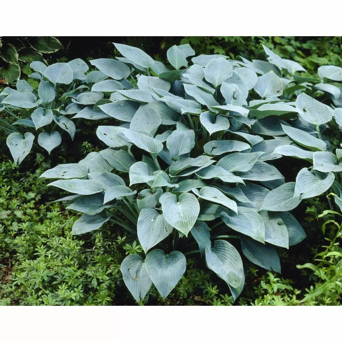 Hosta Halcyon - garden perennial plant in 1.5 Litre pot