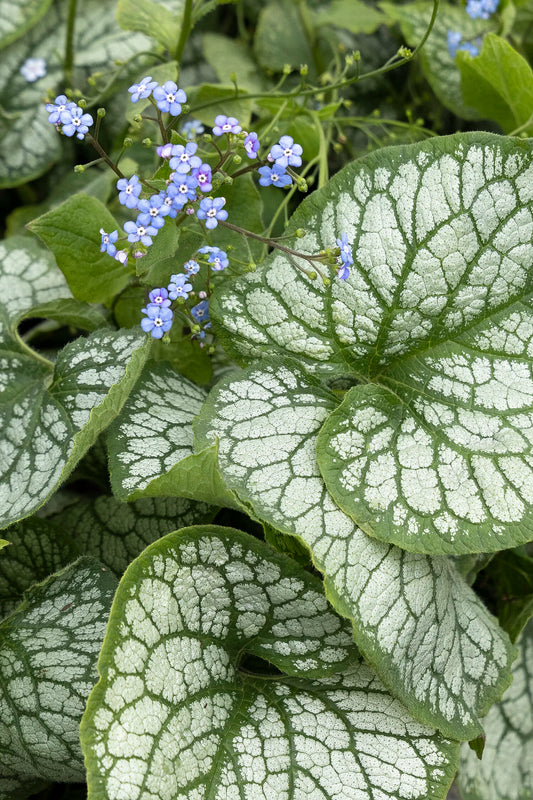 Brunnera macrophylla 'Jack Frost' -PREMIUM Siberian Bugloss plant in 3 Litre pot