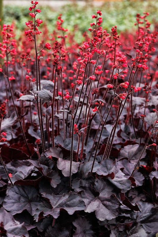 Heuchera Black Forest Cake - garden perennial plant in 1.5 Litre pot