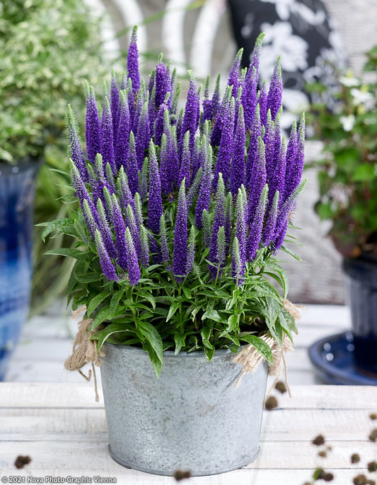 Veronica Spicata 'Royal Candles' - PREMIUM Hardy Perennial in 3 litre pot