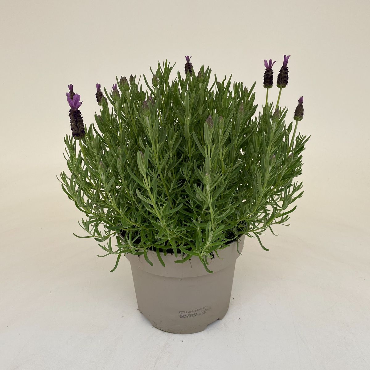 2 x Lavandula stoechas 'Javelin Compact Blue' - garden plant in 1 Litre pot