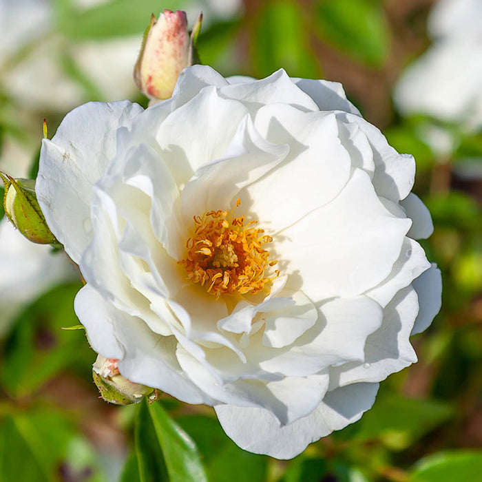 Rose "Iceberg" - PREMIUM Climbing White Floribunda Bush Rose in 5 litre pot