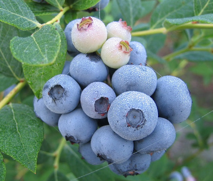 3 x Blueberry Plants 'Duke' - Vaccinium corymbosum in 9cm Pots
