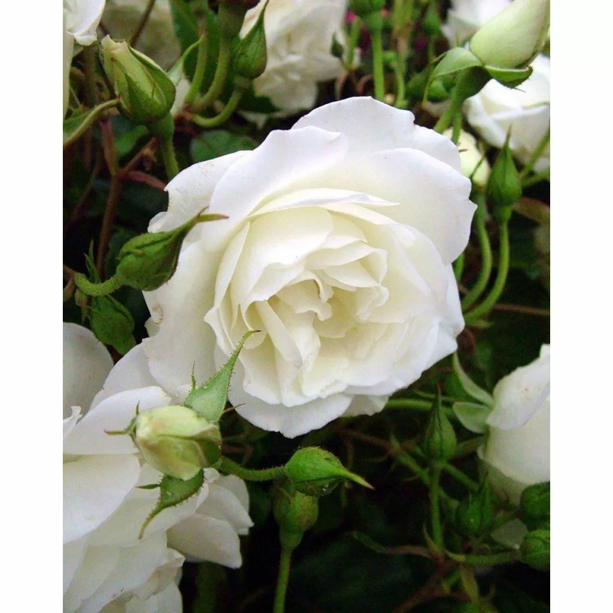Rose "Iceberg" - PREMIUM Climbing White Floribunda Bush Rose in 5 litre pot