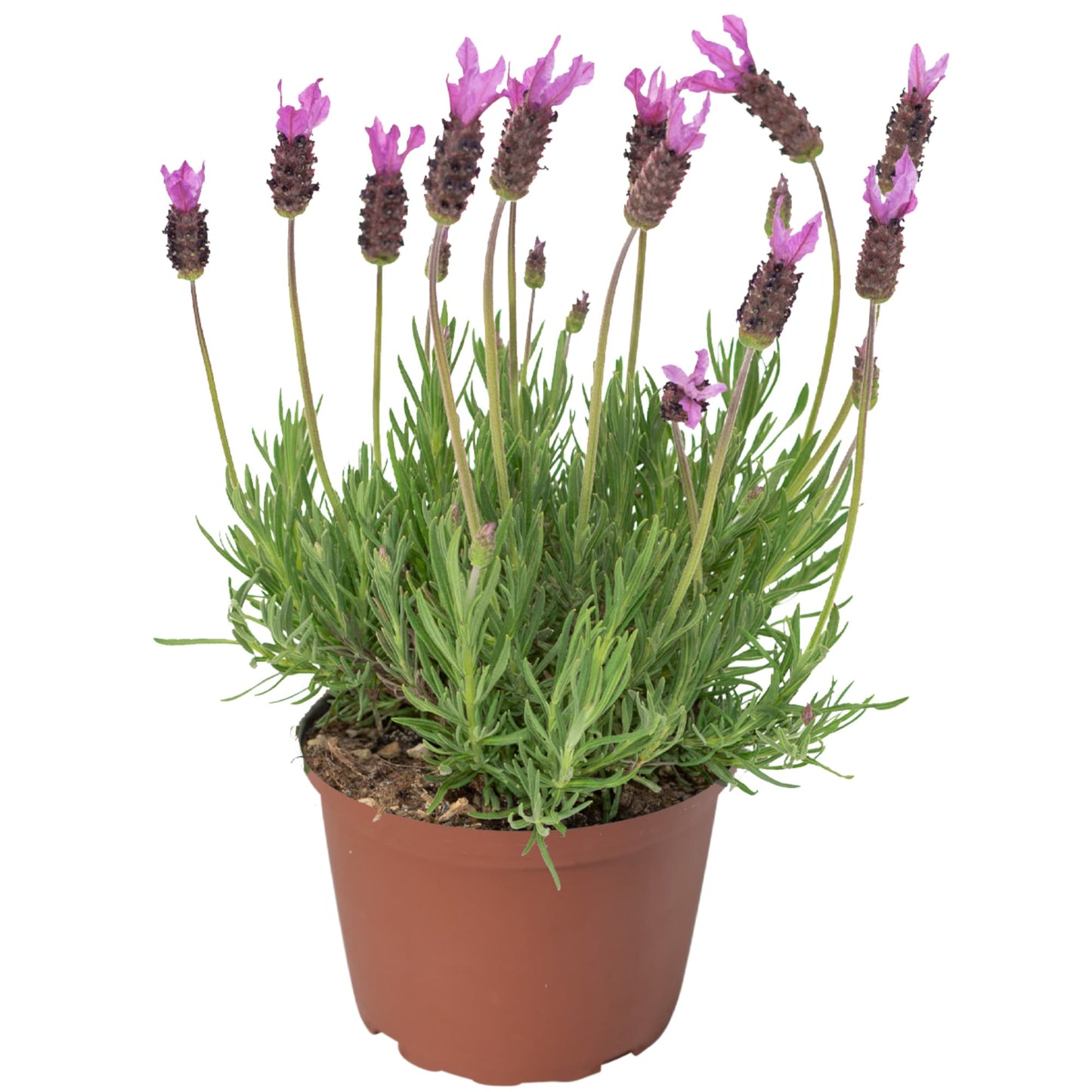 2 x Lavandula stoechas 'Castilliano Lilac' - garden plant in 1 Litre pot