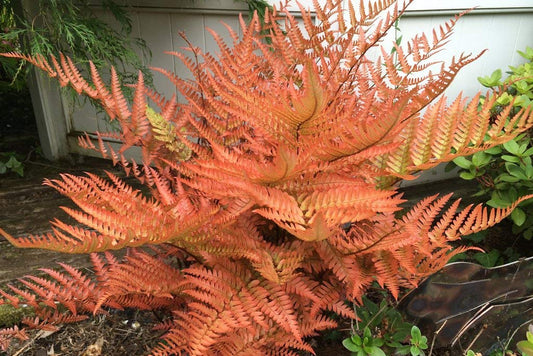 2 x Dryopteris erythrosora – Japanese Shield Fern Orange Fern 9cm