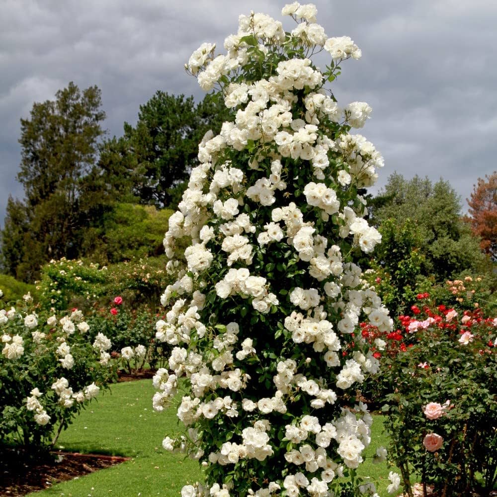 Rose "Iceberg" - PREMIUM Climbing White Floribunda Bush Rose in 5 litre pot
