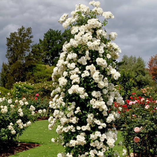 Rose "Iceberg" - PREMIUM Climbing White Floribunda Bush Rose in 5 litre pot