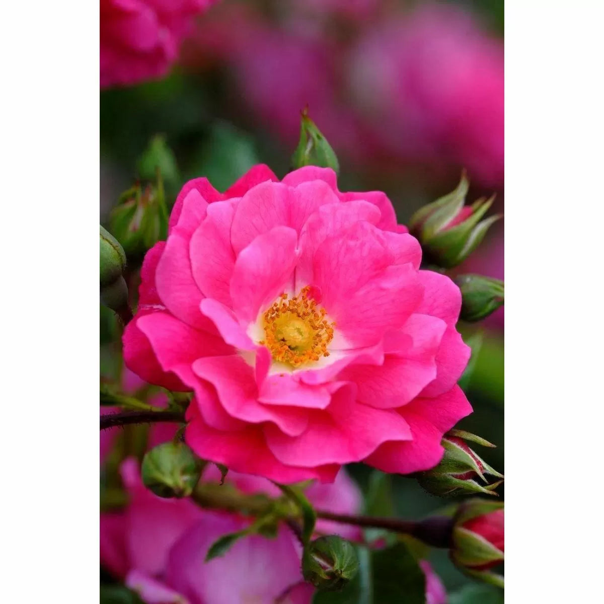 Rose "Flower Carpet Pink" - Ground Cover Double-Flowering Rose in 3 litre pot