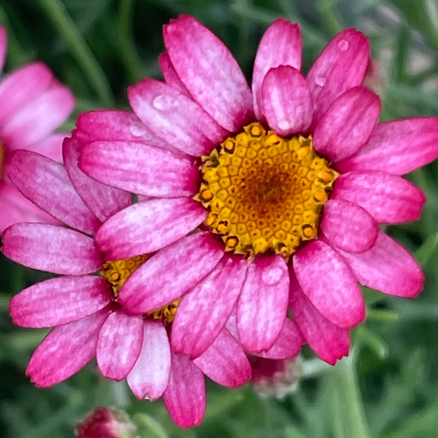 Rhodanthemum 'Marrakech' - Hardy Garden Shrub in 2 litre pot