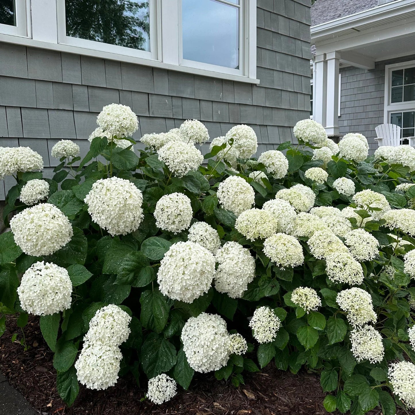 Hydrangea macrophylla 'Snow Ball' - PREMIUM Garden Shrub in 5 litre pot