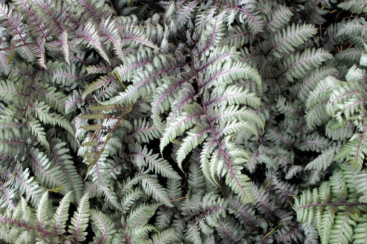 2 x Athyrium Niponicum Metallicum Plant Fern in 9cm pot