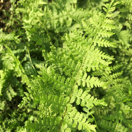 2 x Athyrium felix-femina 'Rotstiel Grandiceps' - PREMIUM Garden Fern in 1ltr pots