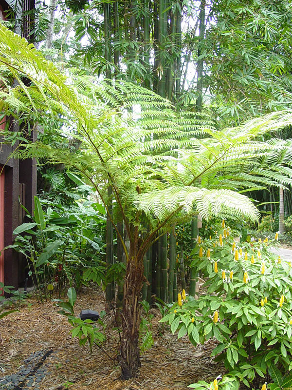 Cyathea cooperi - Australian Tree PREMIUM fern in 5 litre pot