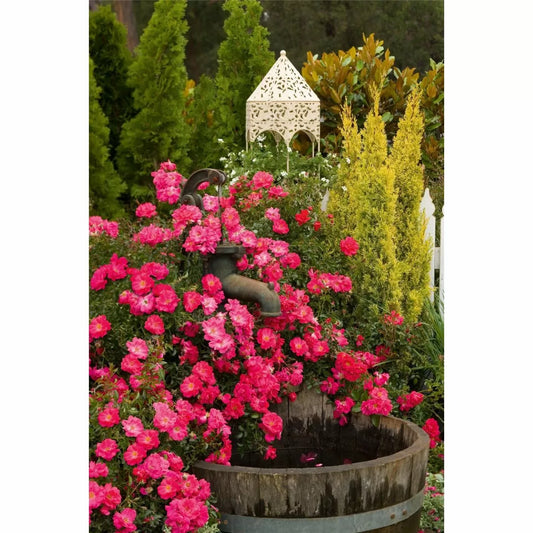 Rose "Flower Carpet Pink" - Ground Cover Double-Flowering Rose in 3 litre pot