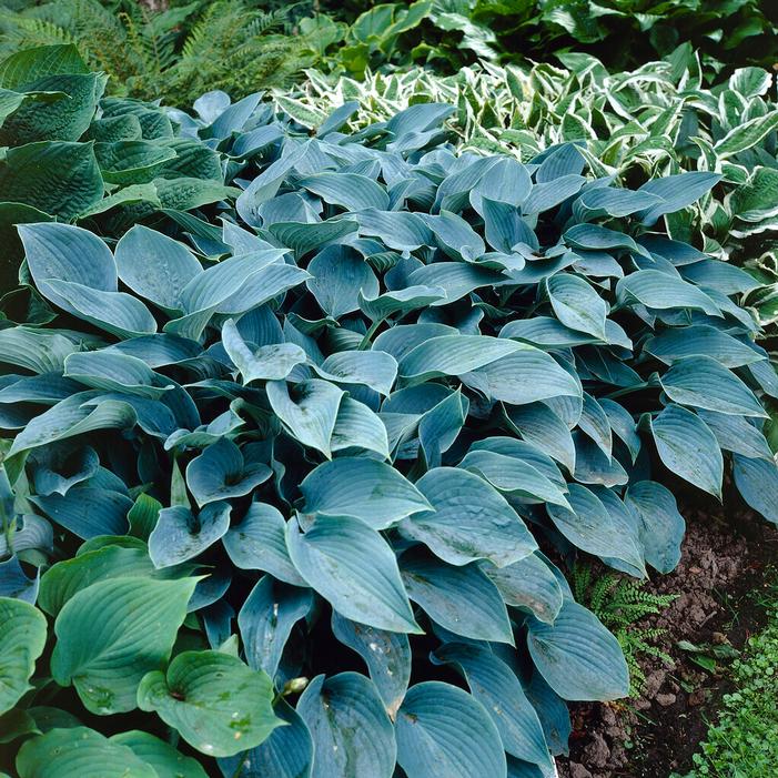 Hosta Halcyon - garden perennial plant in 1.5 Litre pot
