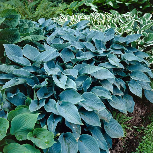Hosta Halcyon - garden perennial plant in 1.5 Litre pot